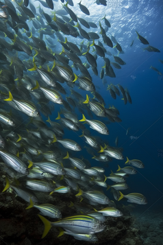 海底的深海鱼群摄影图15