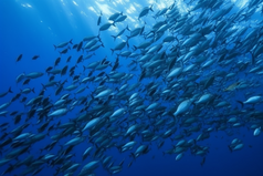 海底的深海鱼群横图摄影图18