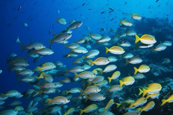 海底的深海鱼群横图海水成群结对