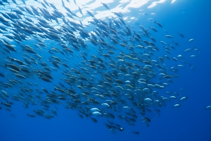 海底的深海鱼群横图成群成群结对