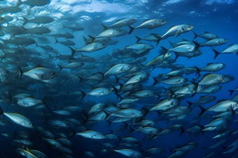 海底的深海鱼群横图海水热带