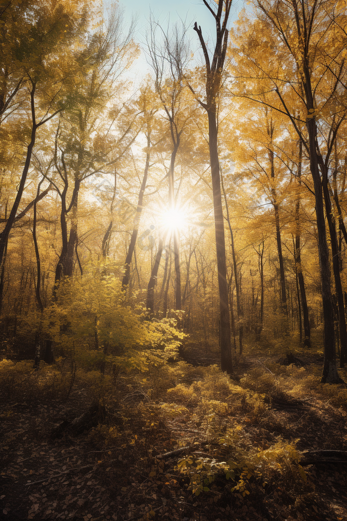 秋季森林阳光竖图斜射树叶