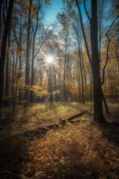 秋季森林阳光竖图摄影图1