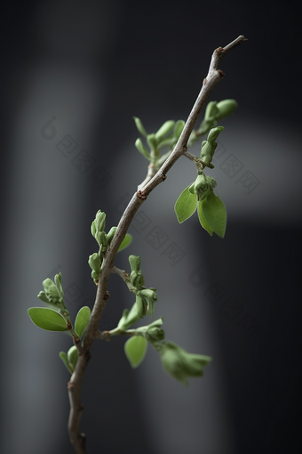 春天<strong>植物发芽</strong>生机苏醒顽强