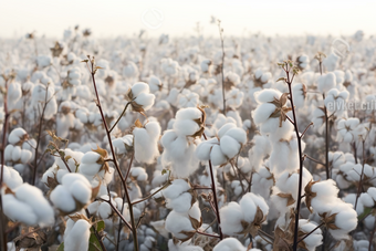 棉花园的棉花成熟丰收