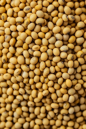 五谷营养黄豆豆制品堆放