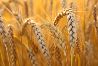 小麦种植粮食麦田农作物