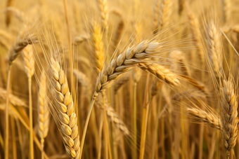 小麦种植粮食农业麦田