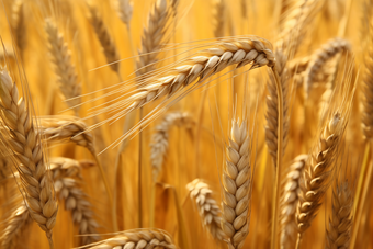 小麦种植粮食农业农村风光