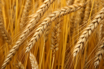 小麦种植粮食麦田农耕