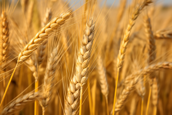 小麦<strong>种植</strong>粮食农田农业