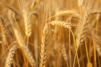 小麦种植粮食农田农作物