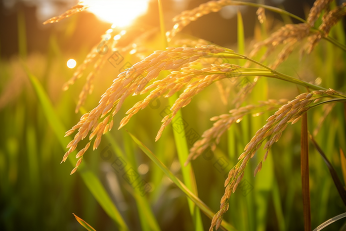 水稻种植粮食农业稻田