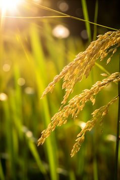 水稻种植粮食摄影图14
