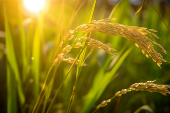 水稻种植粮食农业农业景象