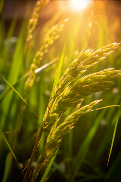 水稻种植粮食摄影图5