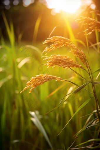 水稻种植粮食稻田农业景象