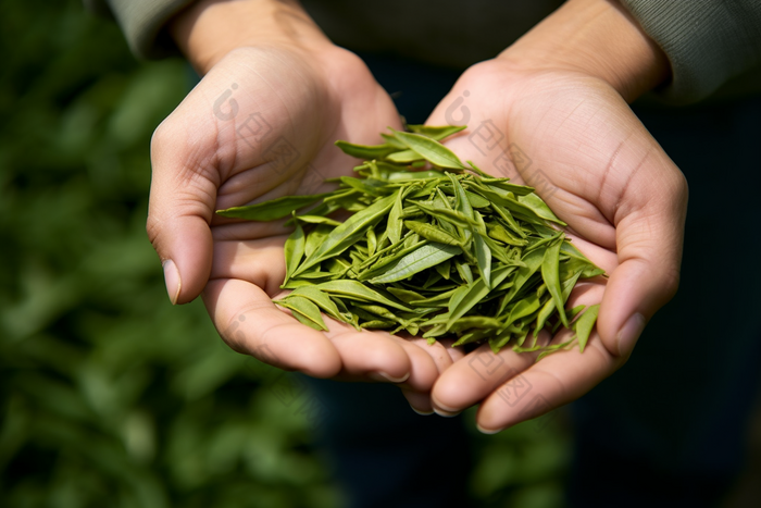 茶叶细节质地颜色