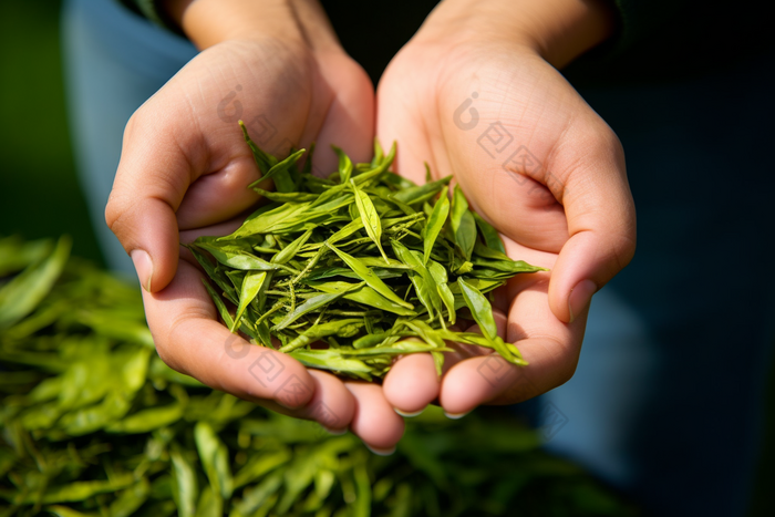 茶叶细节质地发酵