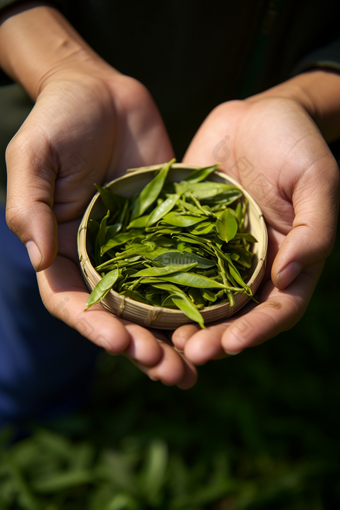 茶叶细节质地特点