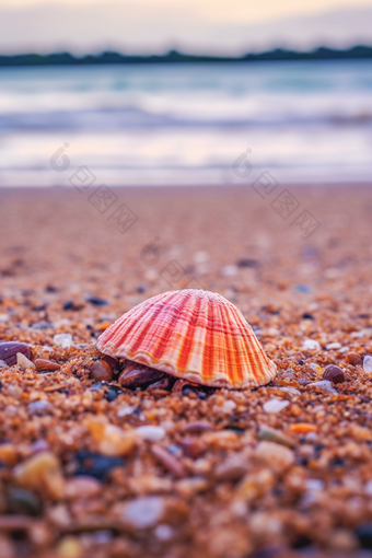 沙滩上的<strong>贝壳</strong>浪花珍珠