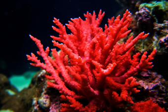 海洋中的珊瑚海洋珊瑚生态潜水探险