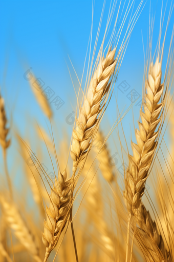 <strong>小麦</strong>特写碳水化合物谷类作物