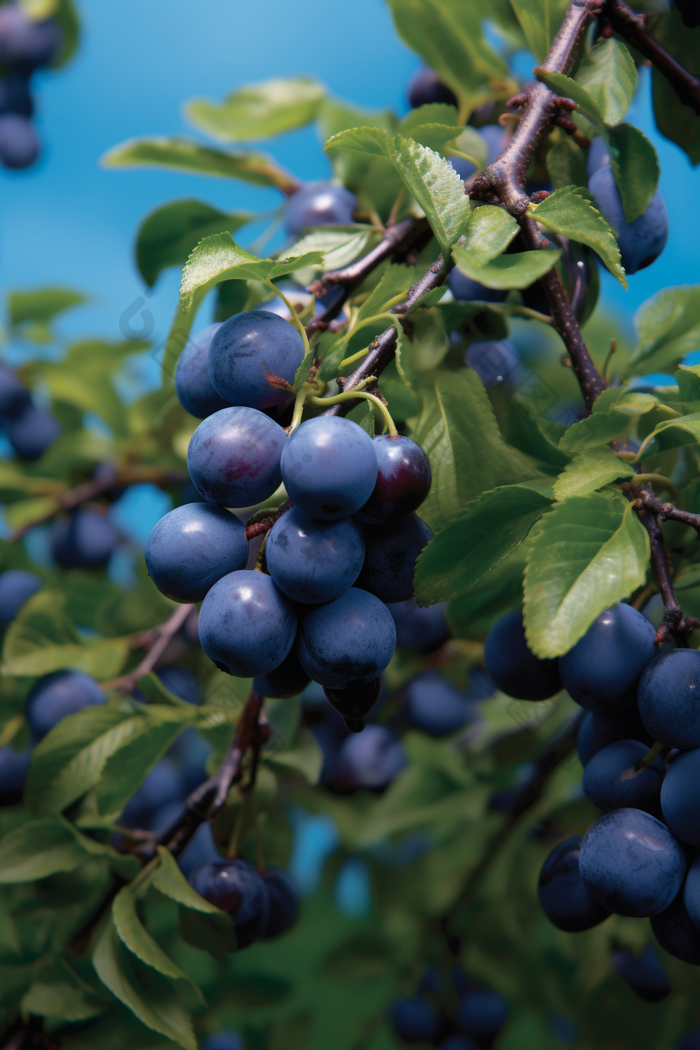 蓝莓种植场景农田农业