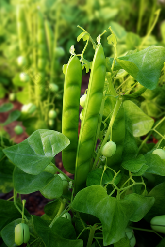 豌豆种植特写解毒降血压