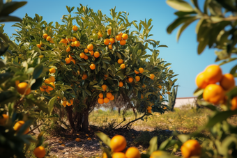 柑橘种植农场果园