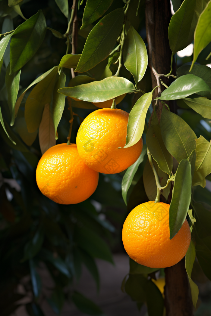 橙子种植场景农业景观水果农场
