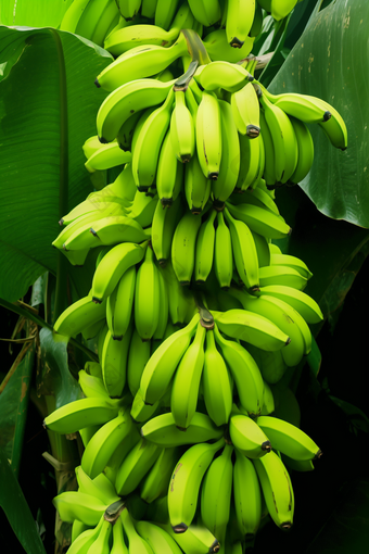 <strong>香蕉</strong>种植场景果树农场农村农业