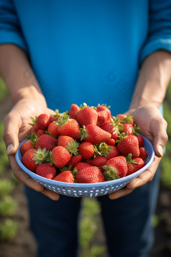 草莓采摘采摘季节水果采收
