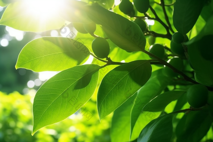 核桃种植绿色植物场景田园农夫