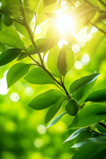 核桃种植绿色植物场景田园农作物