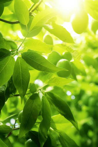 核桃种植绿色植物场景田园秋季