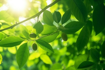 核桃种植绿色植物场景<strong>田园</strong>自然