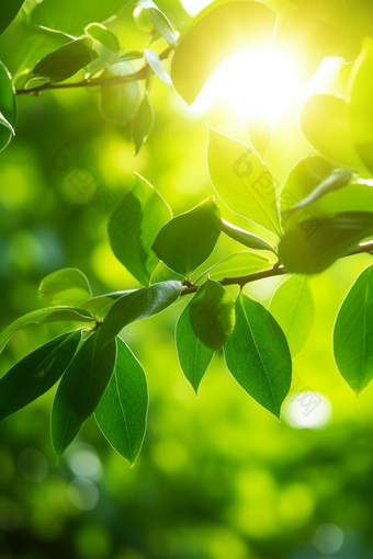 核桃种植绿色植物场景<strong>田园</strong>秋天