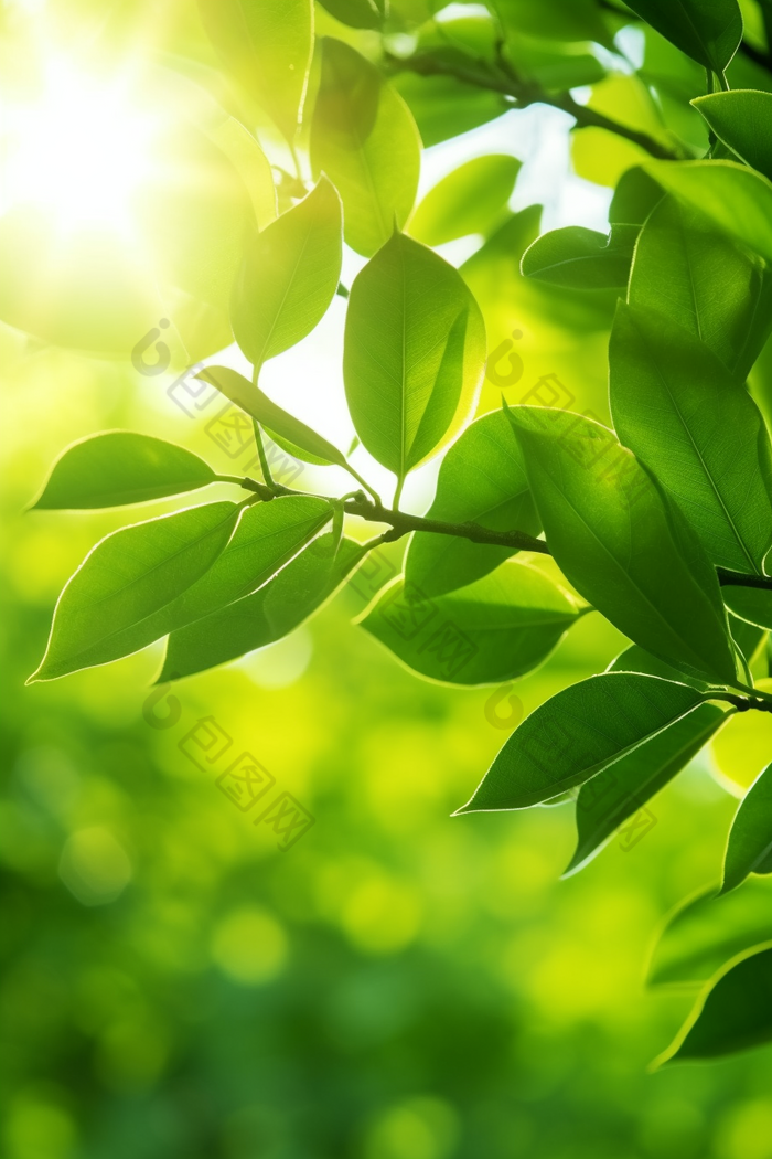 核桃种植绿色植物场景田园农村