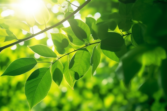 核桃种植绿色植物场景田园农场