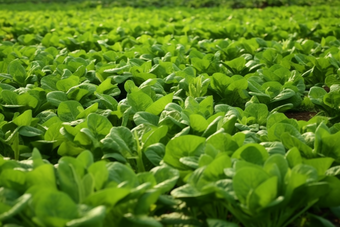 菠菜种植场景<strong>农田</strong>农场