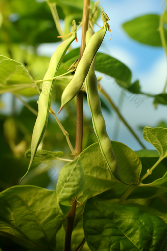 四季豆种植场景蔬菜农场绿色农业