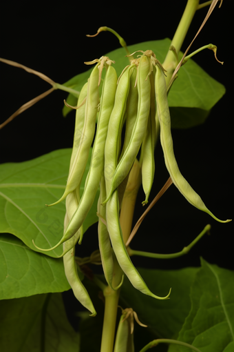 四季豆种植场景蔬菜农场农业生产