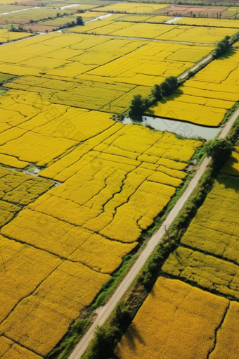 盐碱地水稻种植盐碱地水稻种植<strong>农业</strong>综合利用