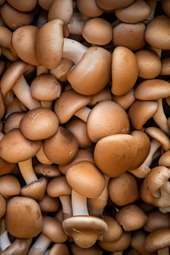 食材香菇加工自然摄影图