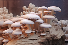 农作物平菇种植场景摄影图