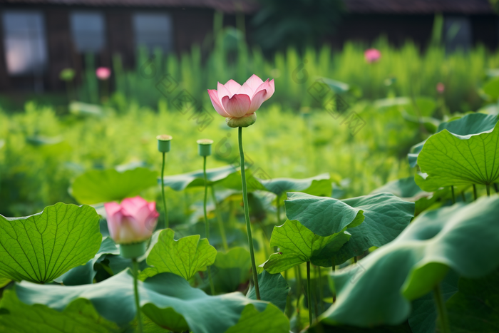 莲藕种植田园场景摄影图