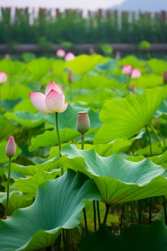 田园莲藕种植场景摄影图