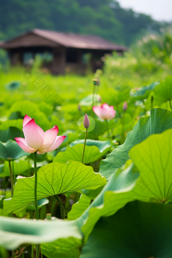 莲藕种植自然场景摄影图