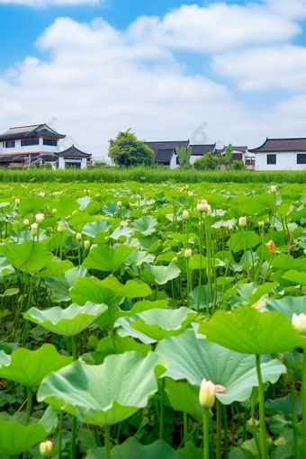 池塘景色荷叶摄影图